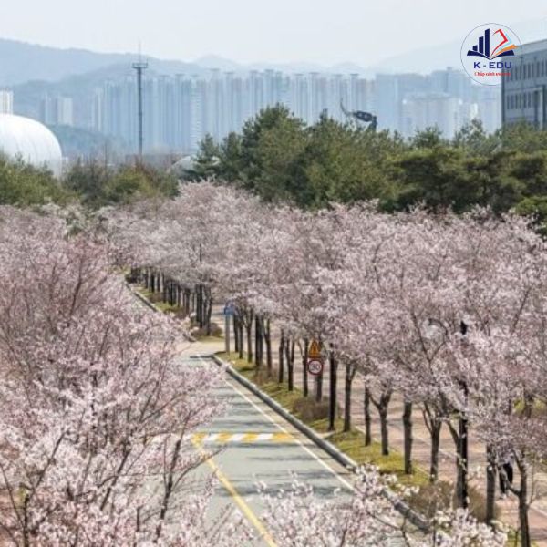 Mùa hoa anh đào tại Viện Khoa Học Gwangju
